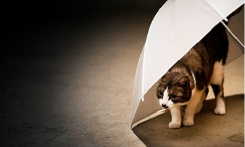 傘と猫