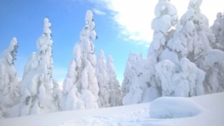 樹氷