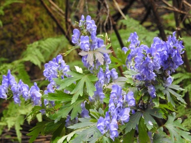 日本三大毒草とは 間違えやすい山菜や毒性について調べてみた ライフハック 開運ラボ